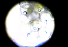 顕微鏡で見たメダカの卵
