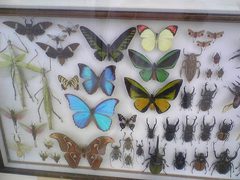 世界昆虫展入口の標本