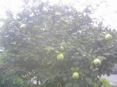 09080803.jpg