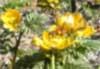 福寿草の花にミツバチが