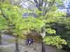 上田公園のけやき並木とテレビ撮影