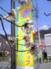 常磐町自治会館の桜と桃太郎旗