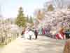 上田城趾公園と桜