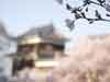 上田城趾公園と桜