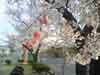 常磐町自治会館の桜
