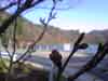 須川湖と桜のつぼみ