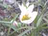 甘菜の花