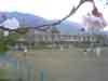桜と朝練